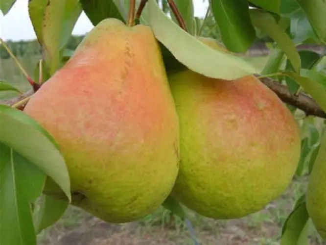 Pear variety Talgar beauty - description with photo