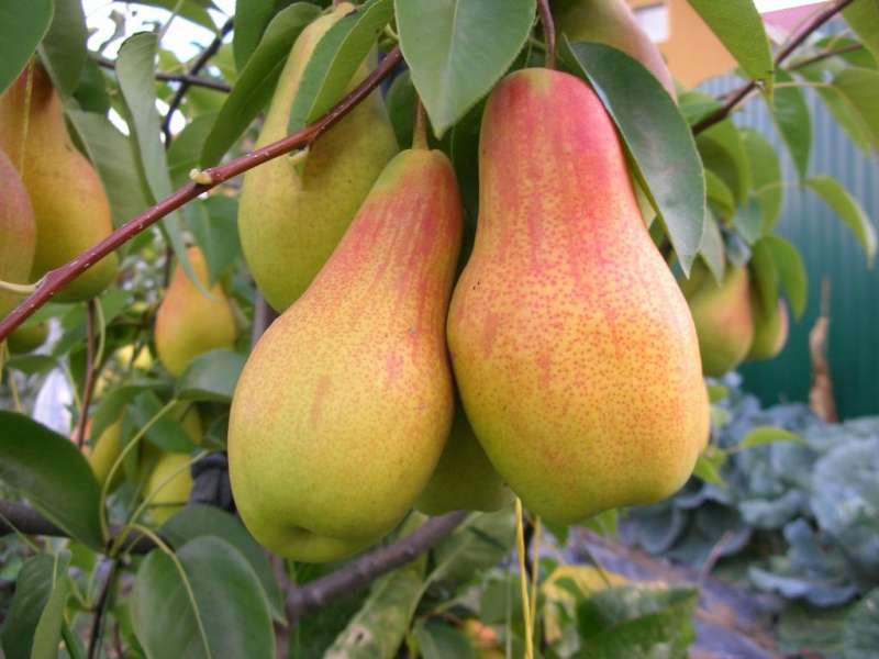 Pear variety Talgar beauty - description with photo