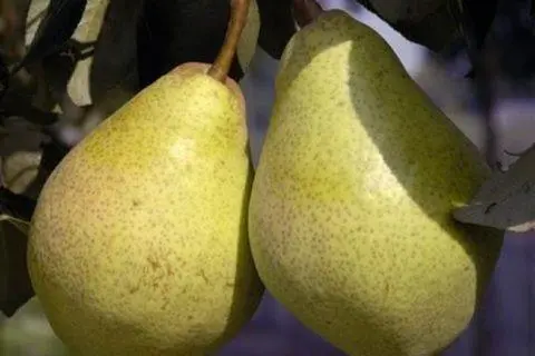 Pear variety Tatyana: photo and description