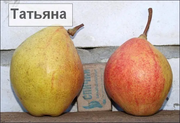 Pear variety Tatyana: photo and description