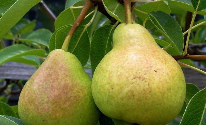 Pear Veles