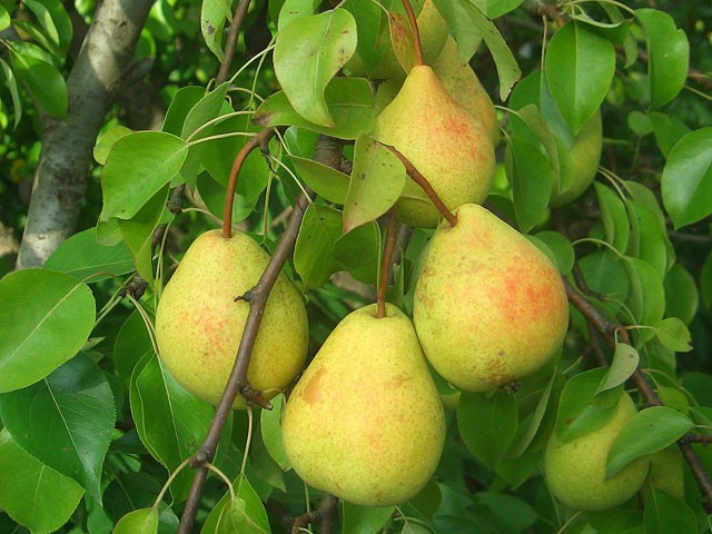 Pear Veles: breeding history, description and characteristics of the variety, advantages and disadvantages + cultivation features