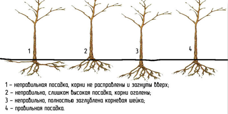 Pear Veles: breeding history, description and characteristics of the variety, advantages and disadvantages + cultivation features