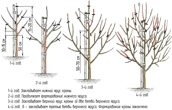 Pear Veles: breeding history, description and characteristics of the variety, advantages and disadvantages + cultivation features