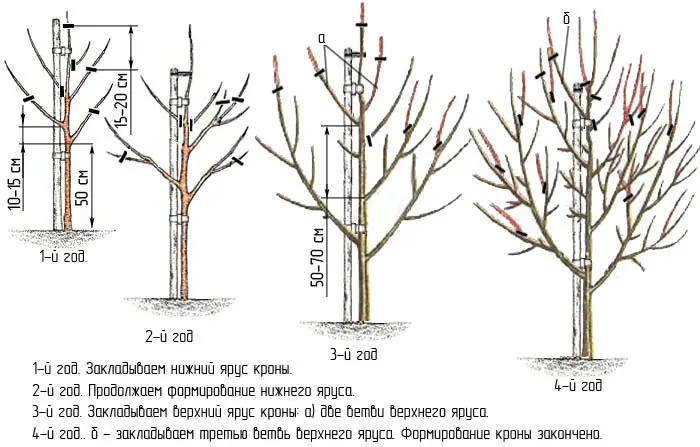 Pear Veles: breeding history, description and characteristics of the variety, advantages and disadvantages + cultivation features