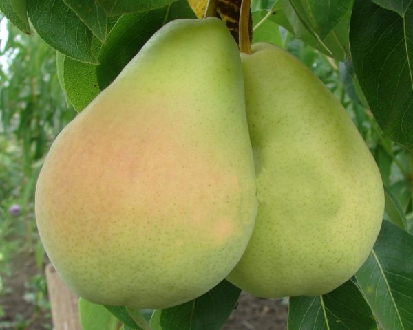 Pear Victoria: variety description