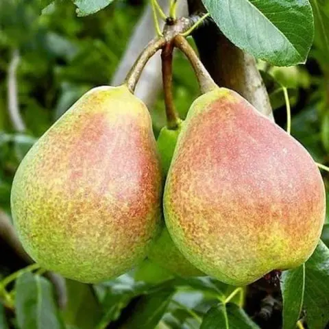 Pear Victoria: variety description