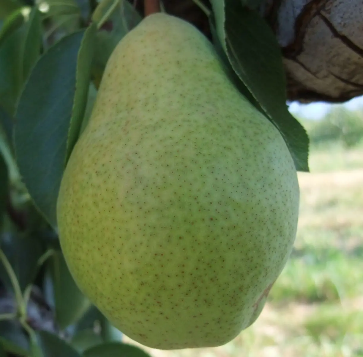 Pear Victoria: variety description