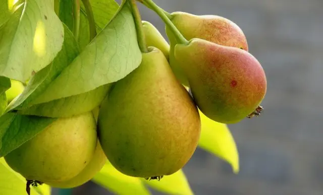 Pear: weakens or strengthens the stool in an adult