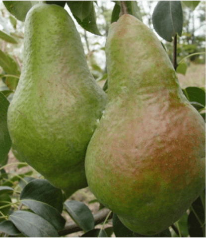 Pear Yakovlevskaya