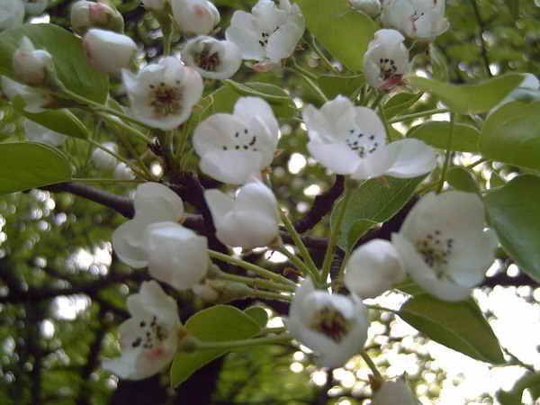 Pear Yakovlevskaya