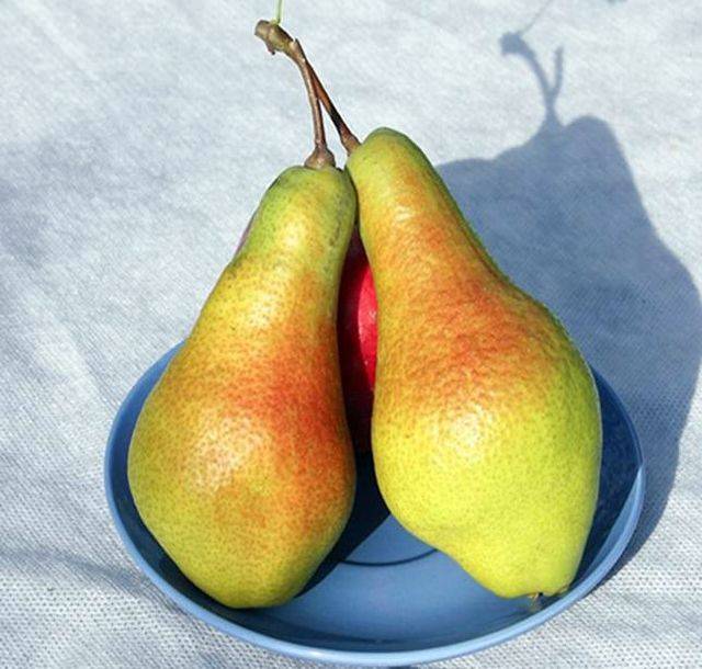 Pear Yakovlevskaya