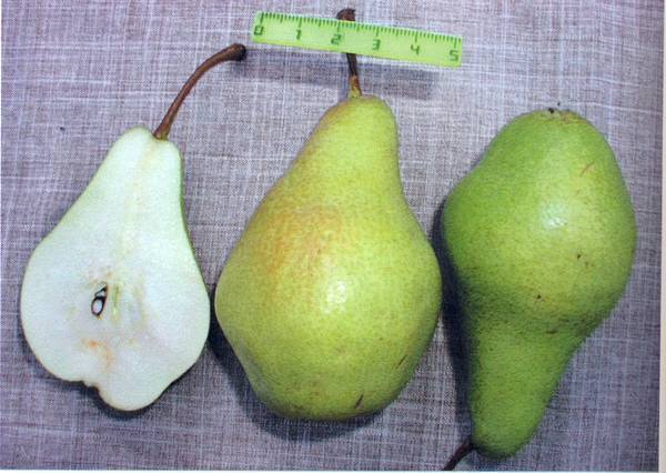 Pear Yakovlevskaya