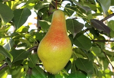 Pear Yakovlevskaya