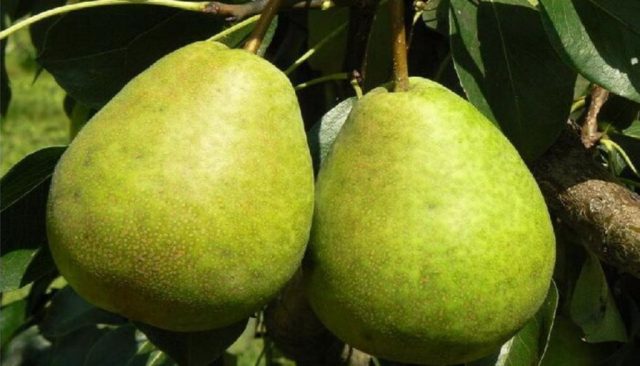 Pear Zaveya: description, photo, reviews