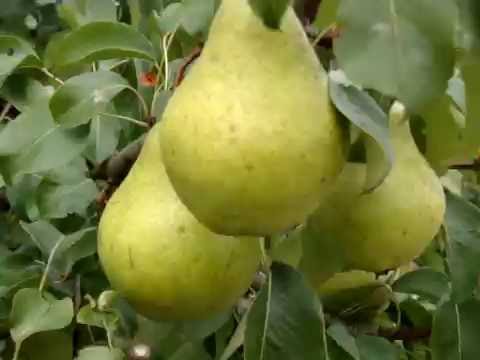 Pear Zaveya: description, photo, reviews