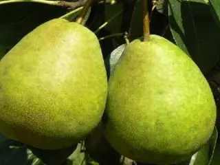 Pear Zaveya: description, photo, reviews