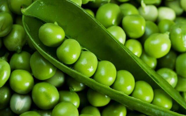 Peas: benefits and harms to the body, health of men and women, chemical composition