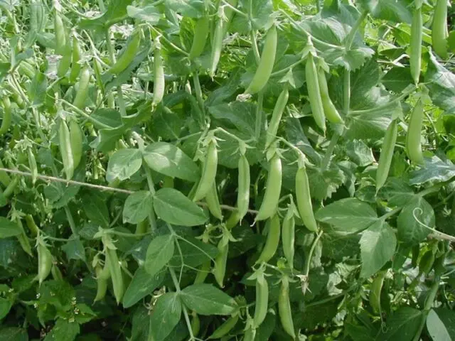 Peas for weight loss: you can eat or not, the benefits and harms