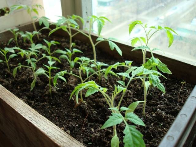 Peat pots and tablets for tomato seedlings