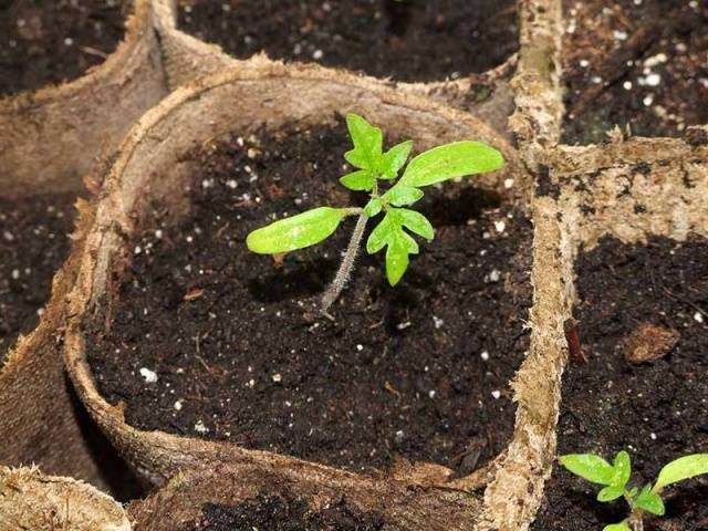 Peat pots and tablets for tomato seedlings