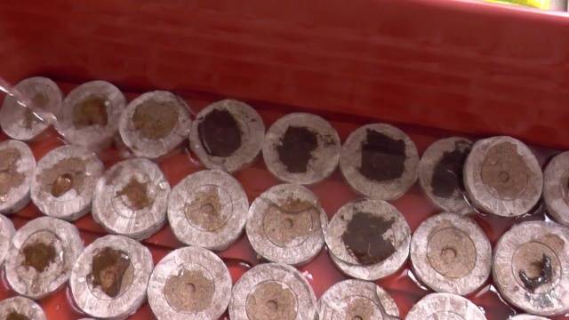 Peat pots and tablets for tomato seedlings