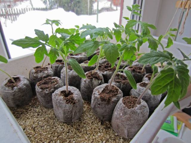 Peat pots and tablets for tomato seedlings