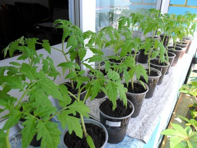 Peat pots and tablets for tomato seedlings