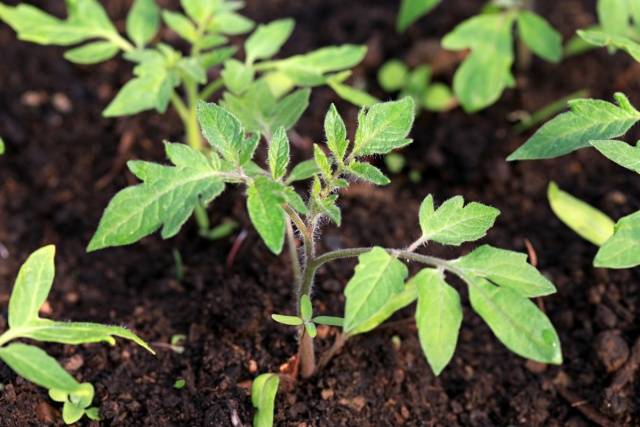 Peat pots and tablets for tomato seedlings