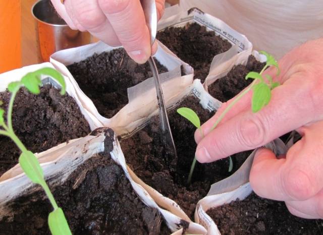 Peat pots and tablets for tomato seedlings