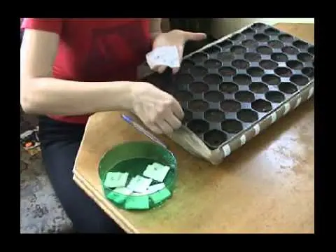 Peat pots and tablets for tomato seedlings