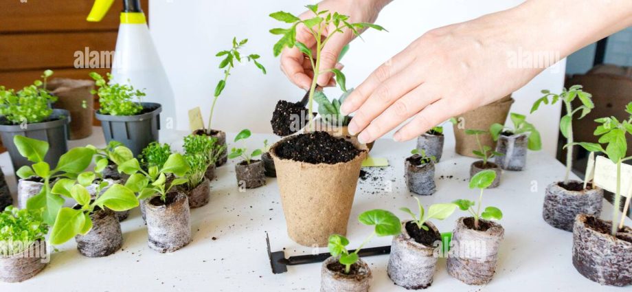 Peat pots and tablets for tomato seedlings