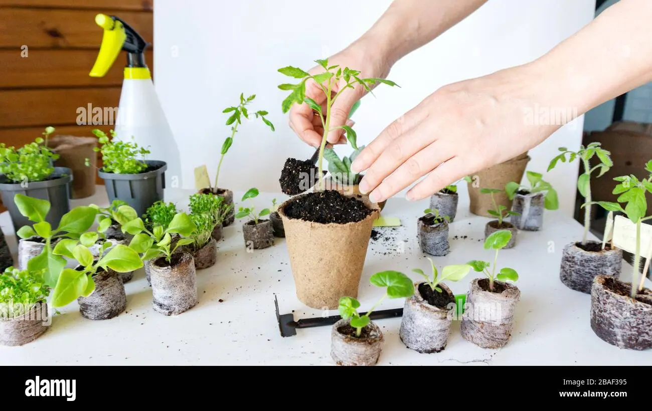 Peat pots and tablets for tomato seedlings