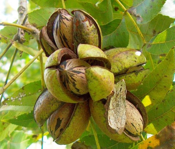 Pecan nut: benefits and harms