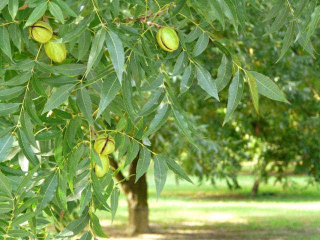 Pecan nut: benefits and harms