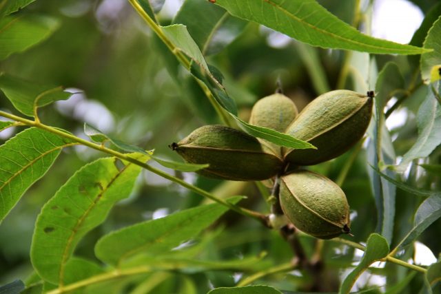 Pecan nut: photo and description