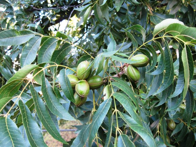 Pecan nut: photo and description