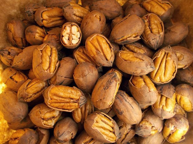 Pecan nut: photo and description