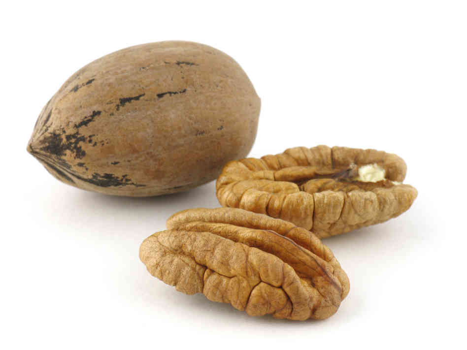 Pecan nut: varieties, varieties, planting, reproduction