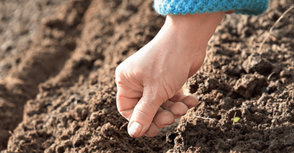 Pecan nut: varieties, varieties, planting, reproduction