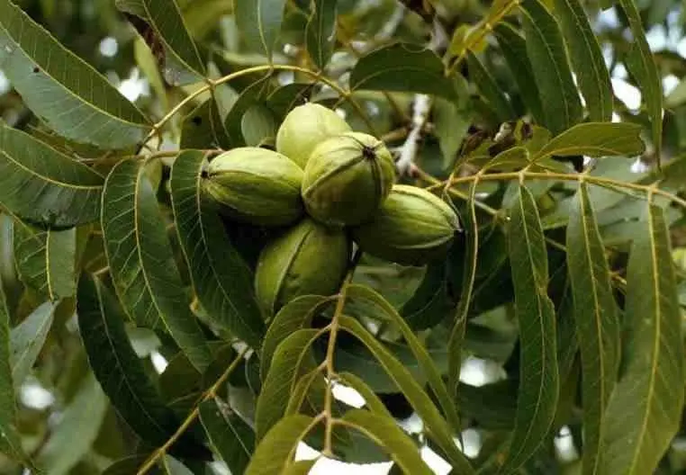 Pecan nut: varieties, varieties, planting, reproduction