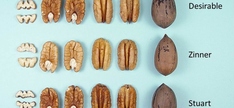 Pecan nut: varieties, varieties, planting, reproduction