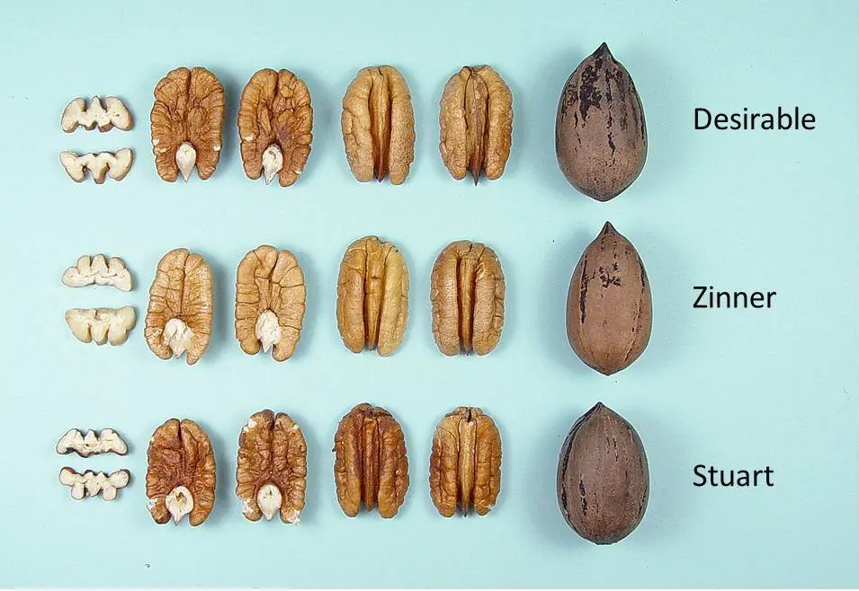 Pecan nut: varieties, varieties, planting, reproduction