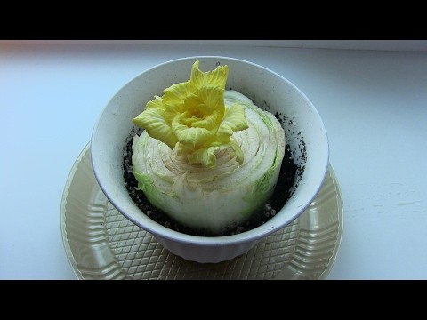 Peking cabbage from the stalk: growing at home