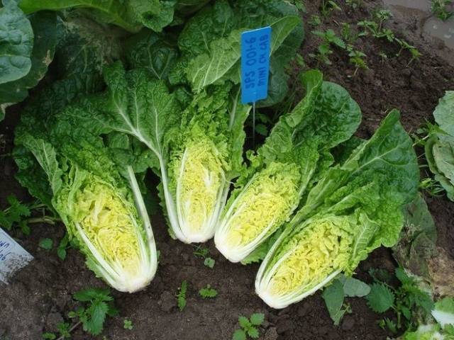 Peking cabbage from the stalk: growing at home