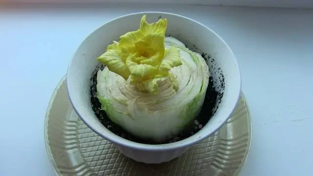 Peking cabbage from the stalk: growing at home