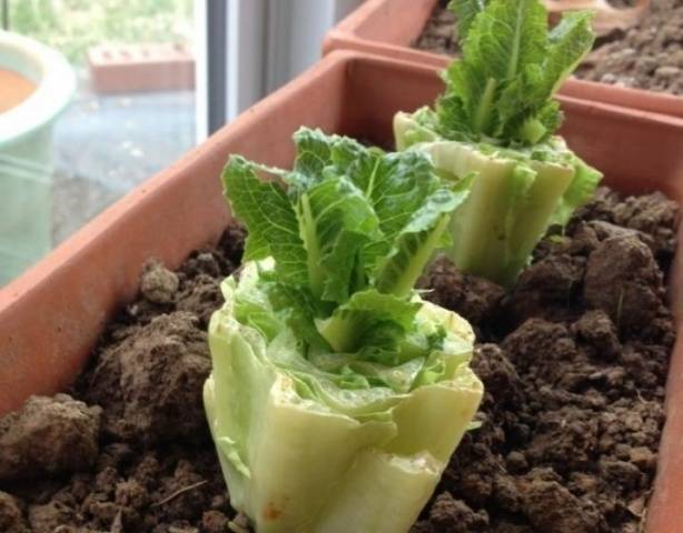 Peking cabbage from the stalk: growing at home