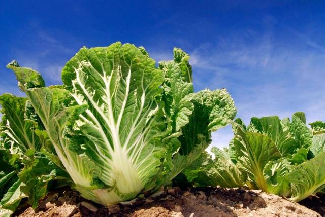 Peking cabbage varieties resistant to flowering