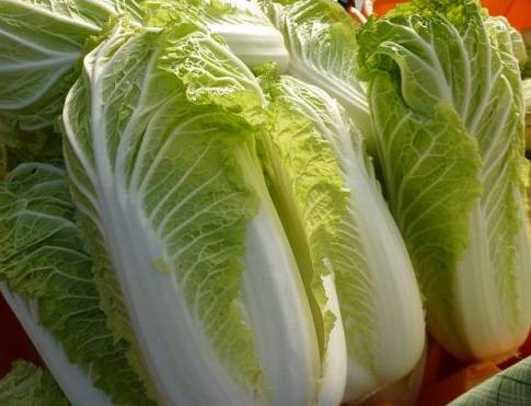 Peking cabbage varieties resistant to flowering