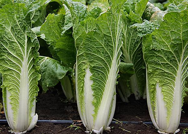 Peking cabbage varieties resistant to flowering